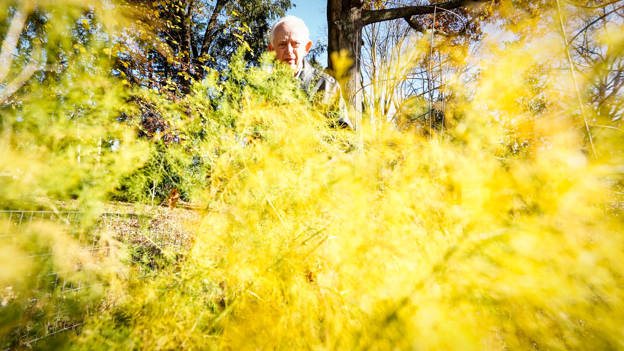 Fred Buse looks over the asparagus growing in his backyard. Fred Buse, 87, of South Whitehall Township, has been tracking cli