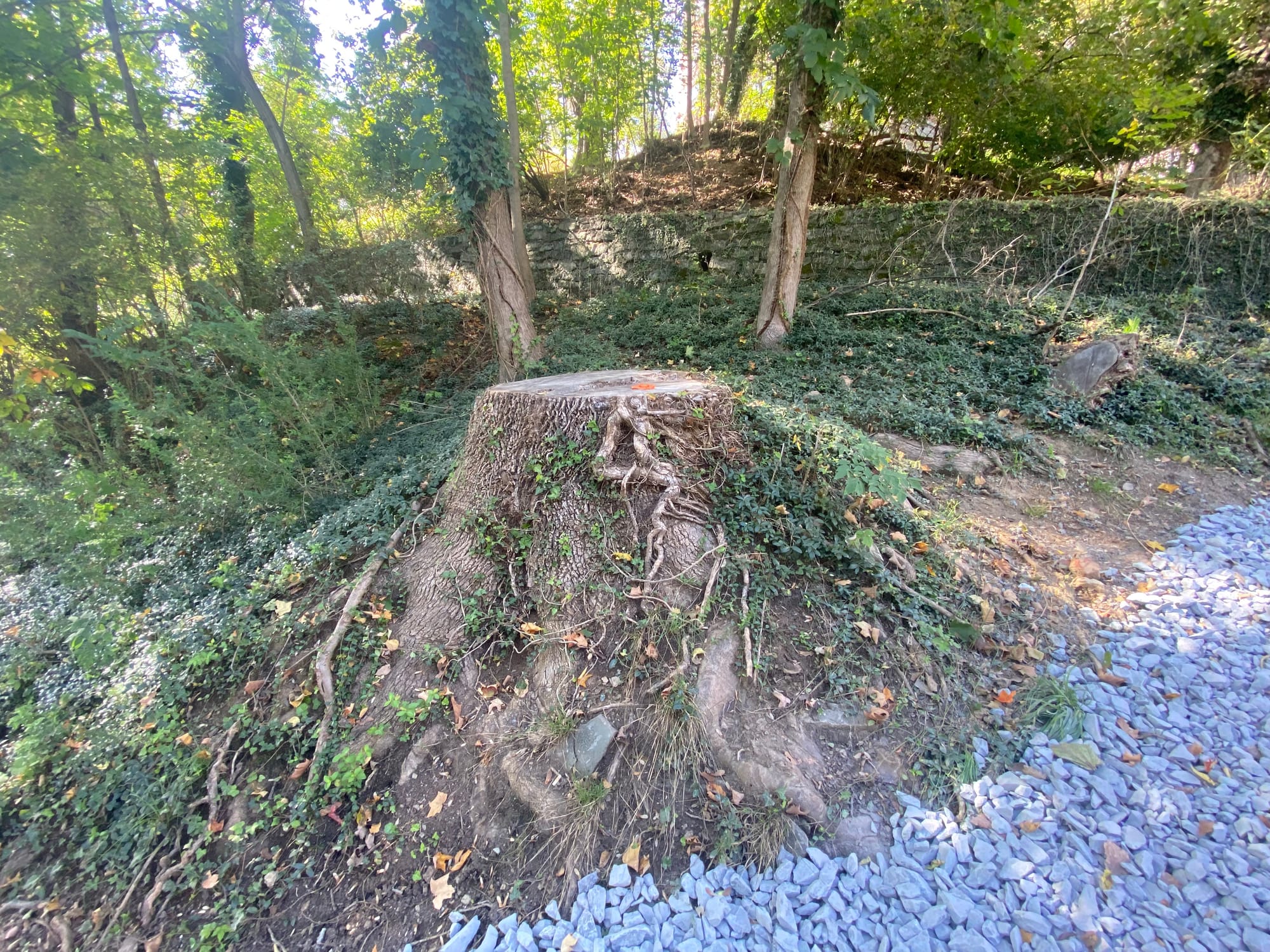 After clearing more than 40 trees and a slew of shrubs, the project violated the city’s steep slope conservation ordinance, w