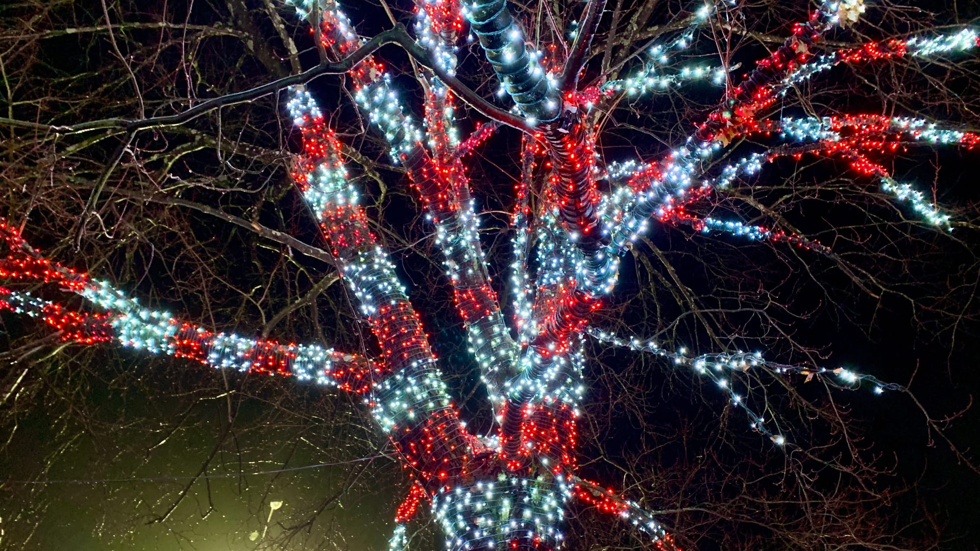Lights at the Winter Light Spectacular.