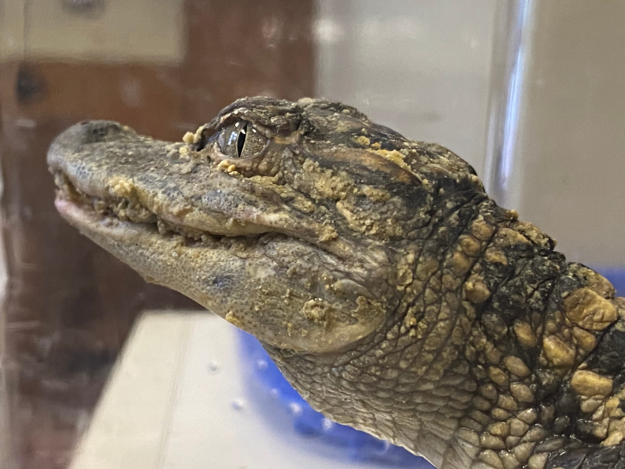 The baby alligator after it was cleaned up by workers Friday, April 28, 2023, at the wastewater treatment plant operated by t