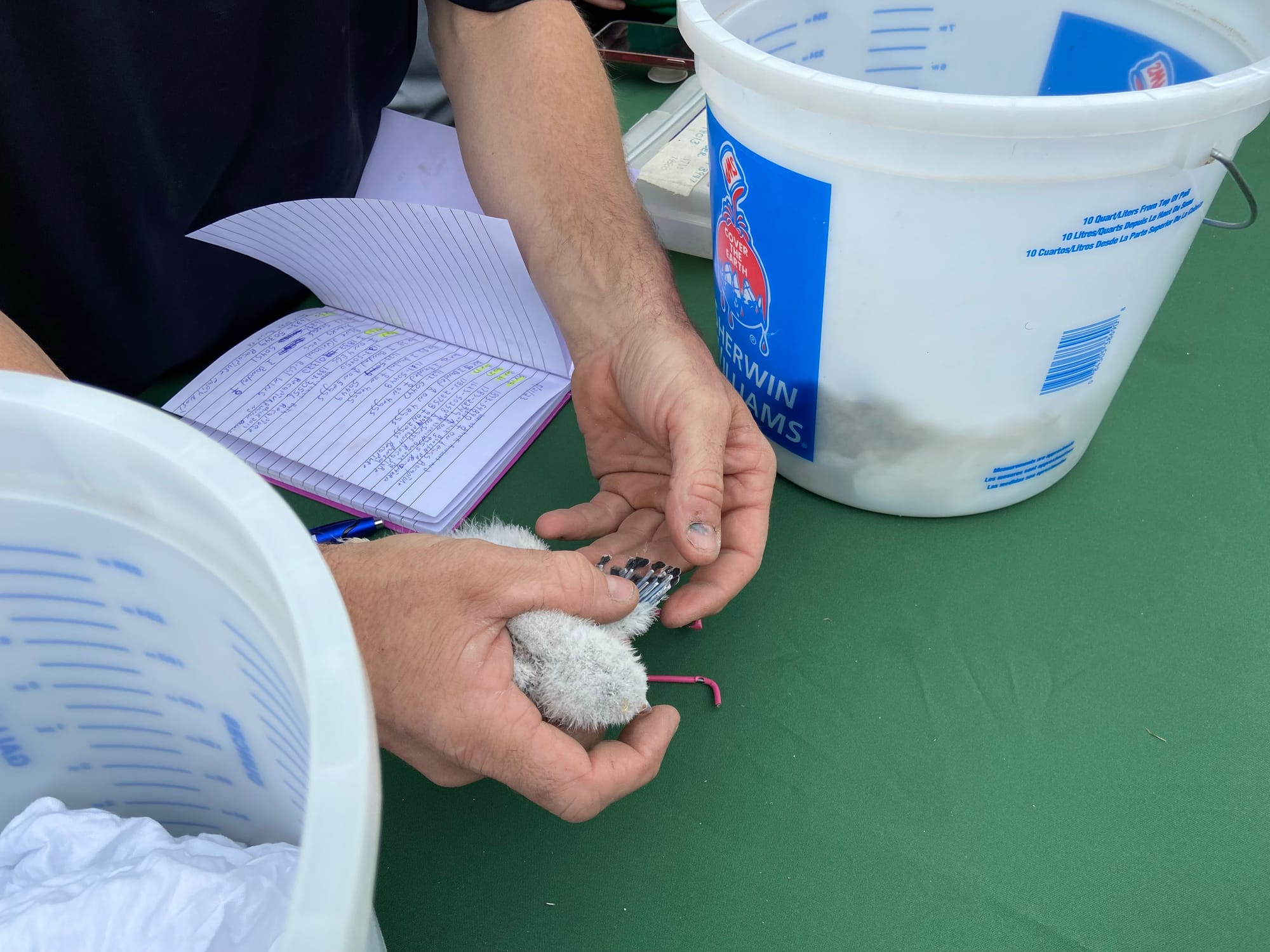 Five American kestrels, four male and one female, were banded Thursday afternoon at Grand Central Landfill in Pen Argyl.