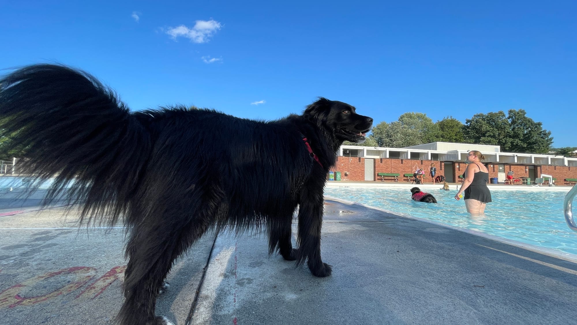 Tansy, 7, a Labrador-Pit Bull-Chow Chow mix, is too busy posing for the camera instead of swimming at the 18th Annual Doggie 