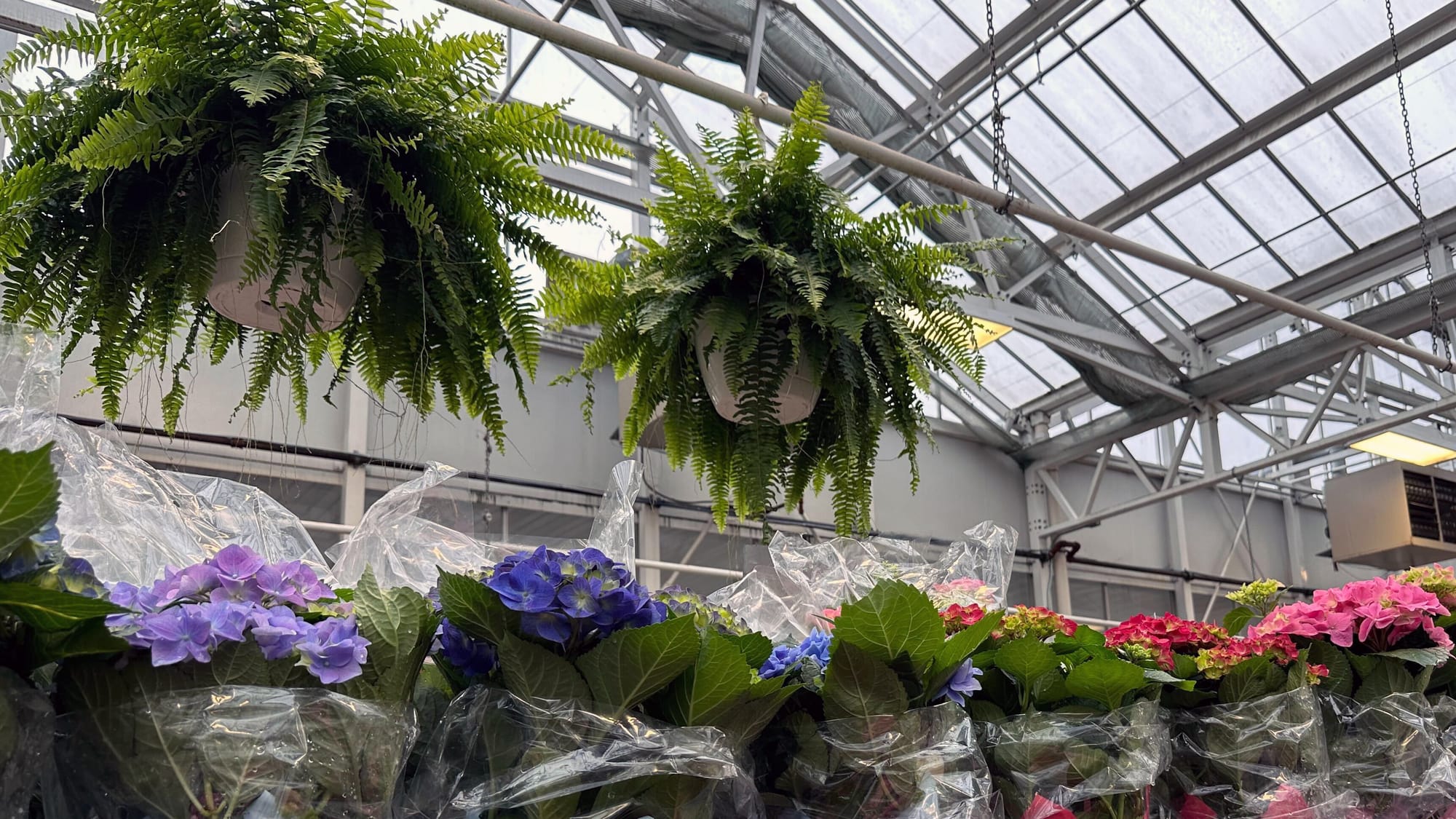 Dan Shantz Greenhouse, a popular plant destination in Allentown, closed in December 2023. But now it's back, temporarily, and