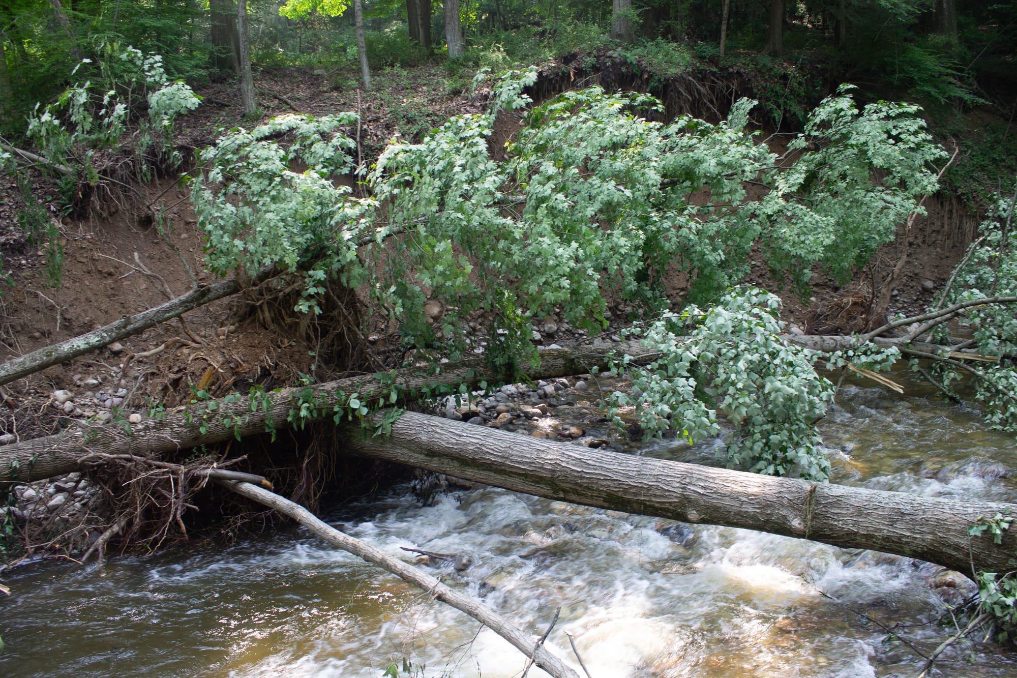 Several of many fallen trees in Upper Mt. Bethel.