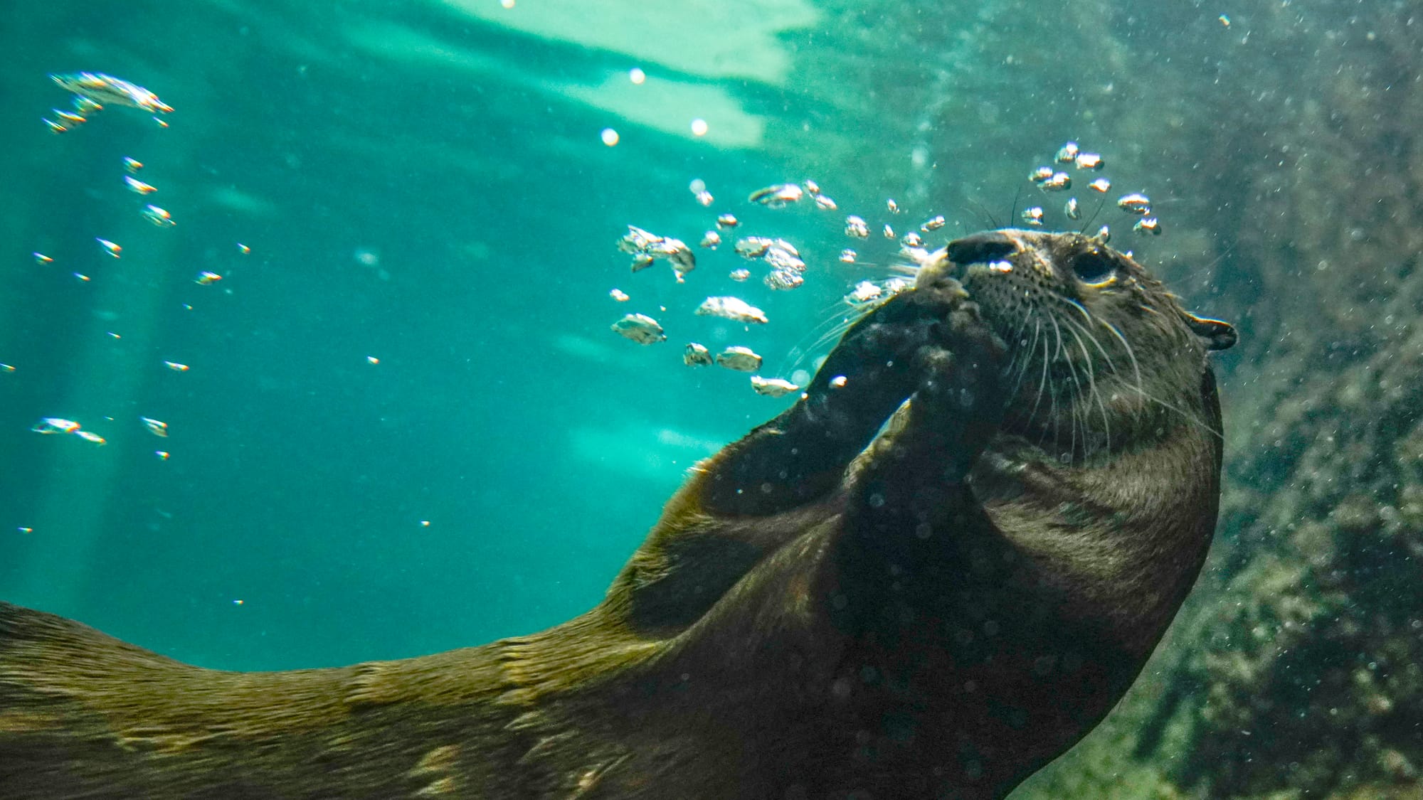 One of four otters swims in its tank. The Da Vinci Science Center at 815 Hamilton Street, Allentown, held a preview day on We