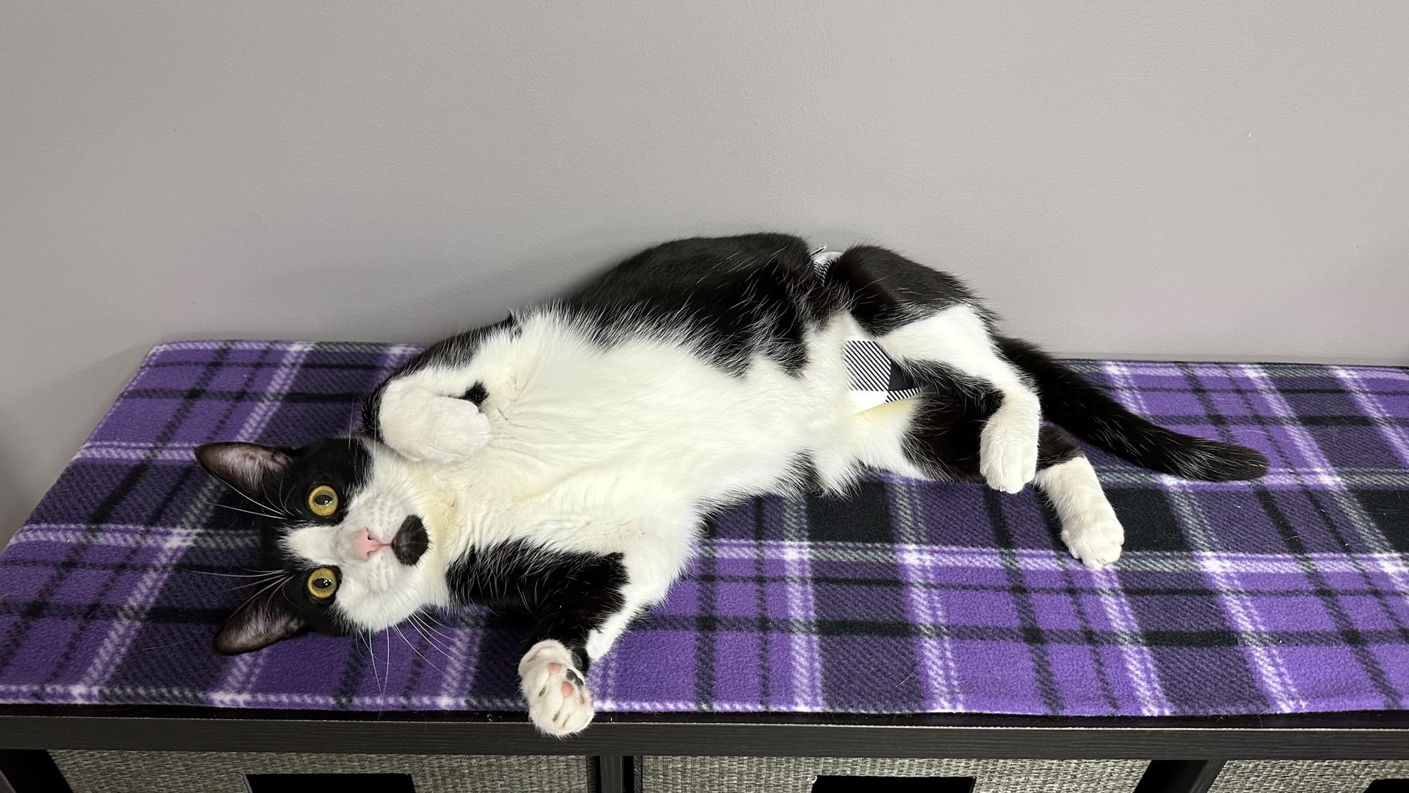 One of many silly cats to be found at Peaceable Kingdom.