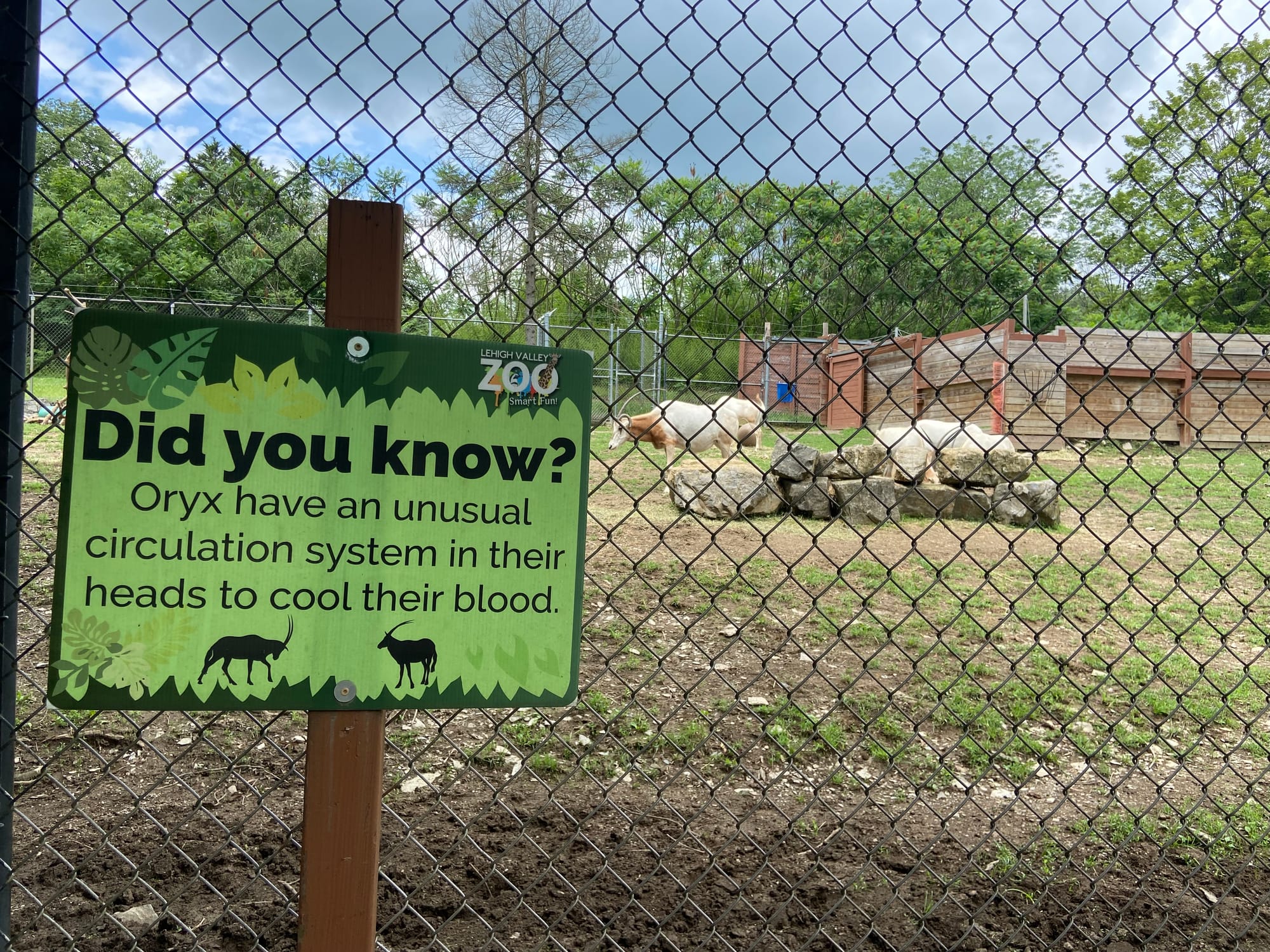 The Lehigh Valley Zoo on Tuesday held its annual "Independence Day Celebration." The event included patriotic enrichment for 