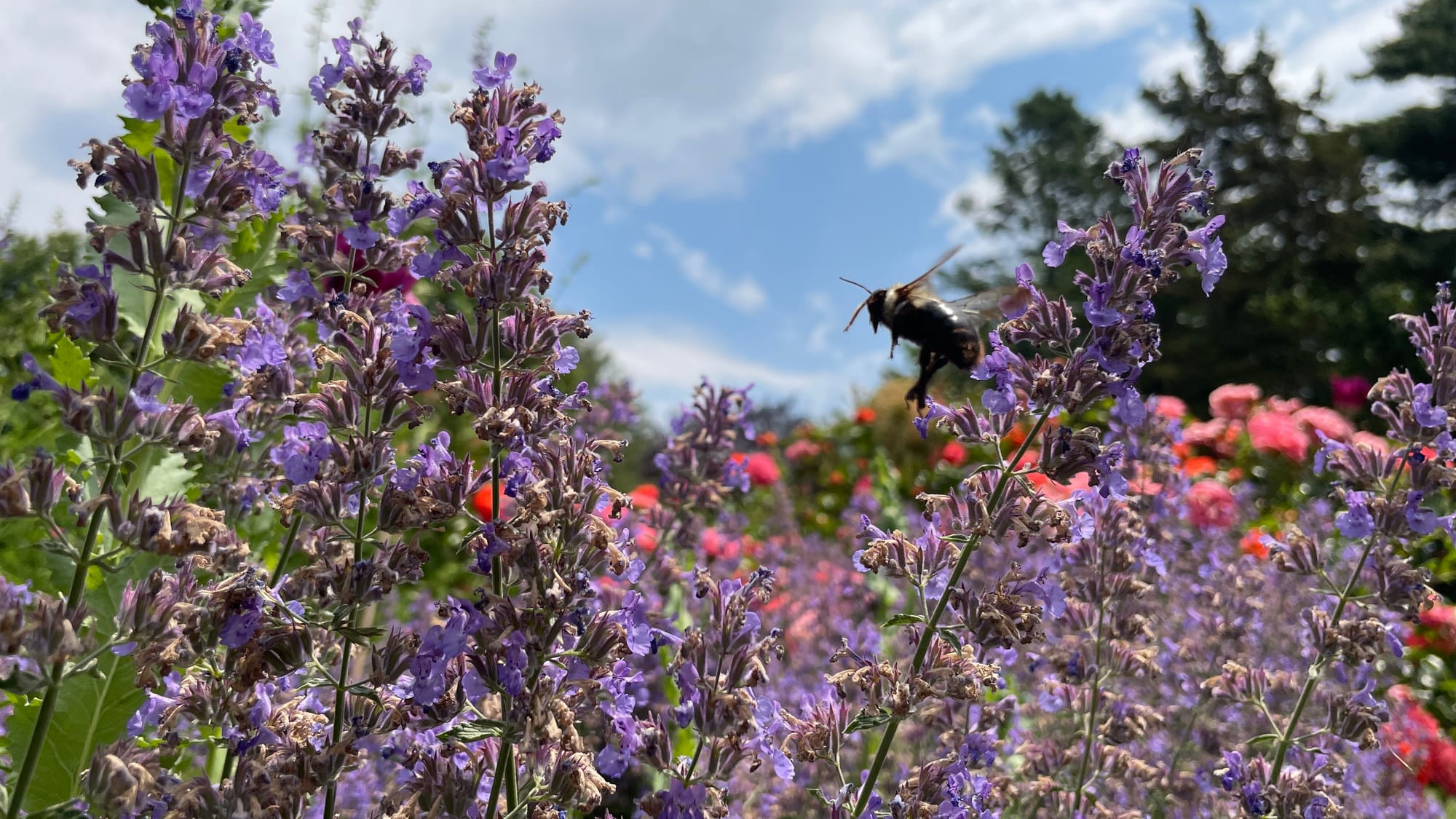 A bee leaps from a catnip plant.