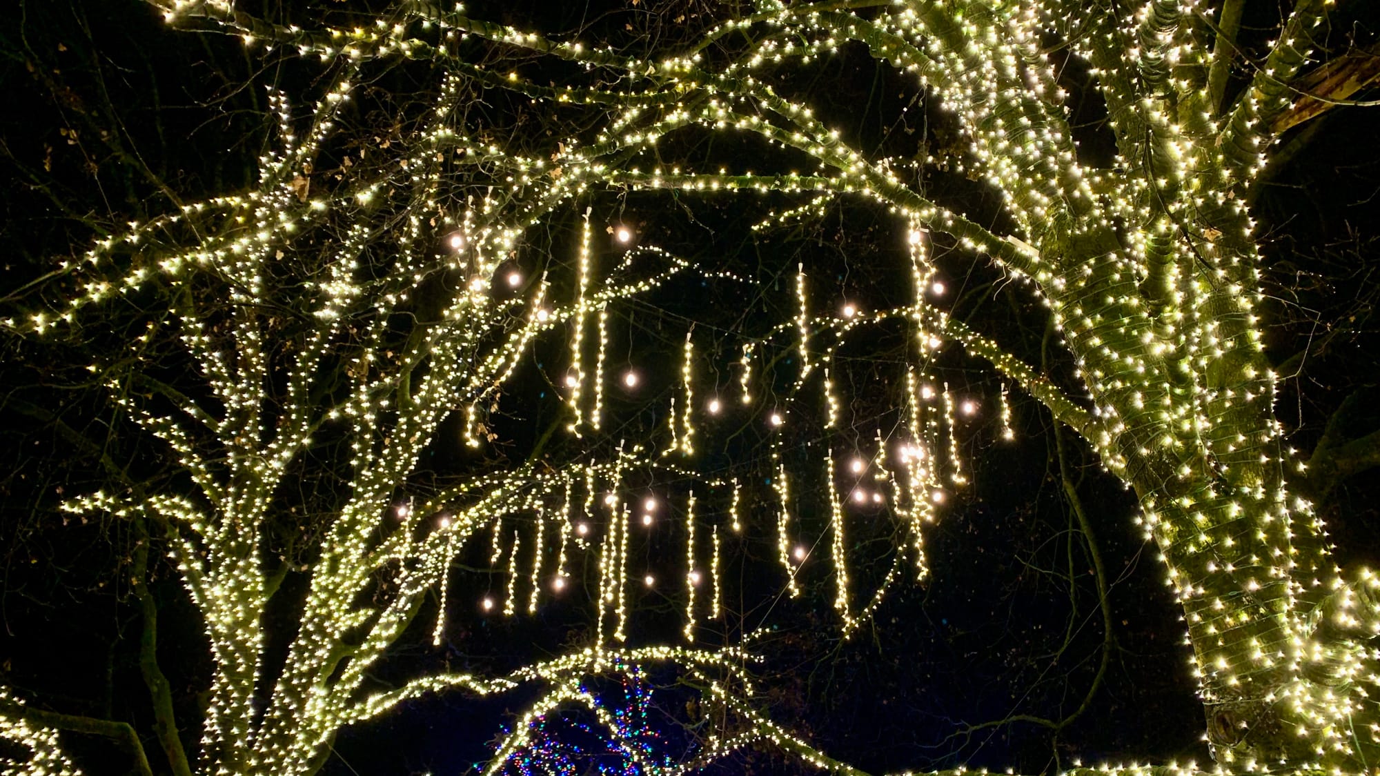 Tree lights at the Winter Light Spectacular.