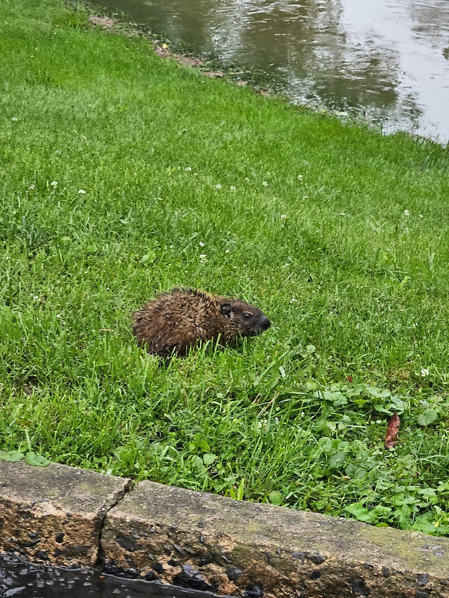 A groundhog at the edge of the floodwaters in Cedar Creek Park in Allentown.