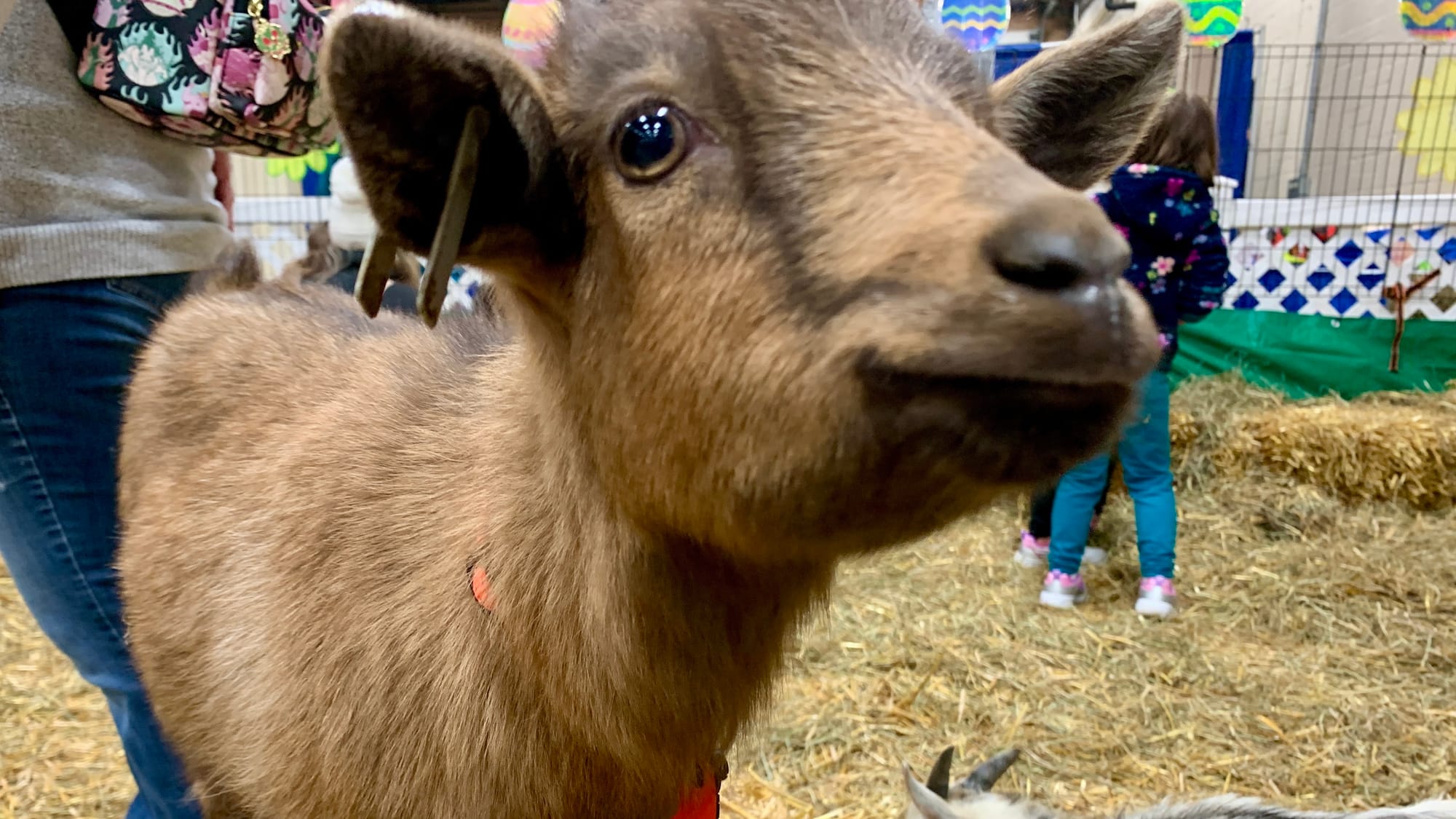 A baby goat sniffs the camera at the Steinmetz Family Farm's Baby Goat Snuggling.