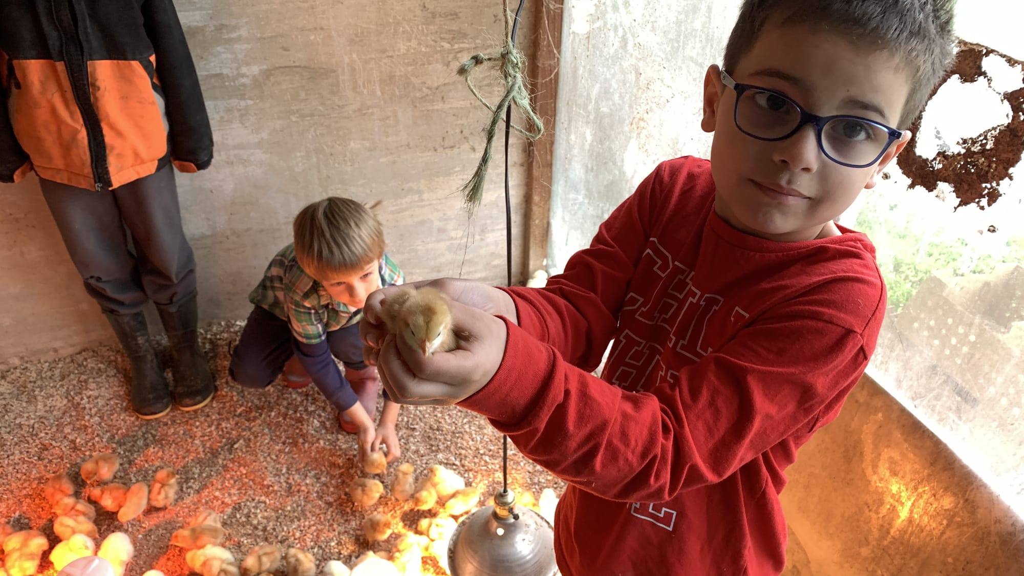 Hudson Shoemaker holds a chick at Willow Haven Farm.
