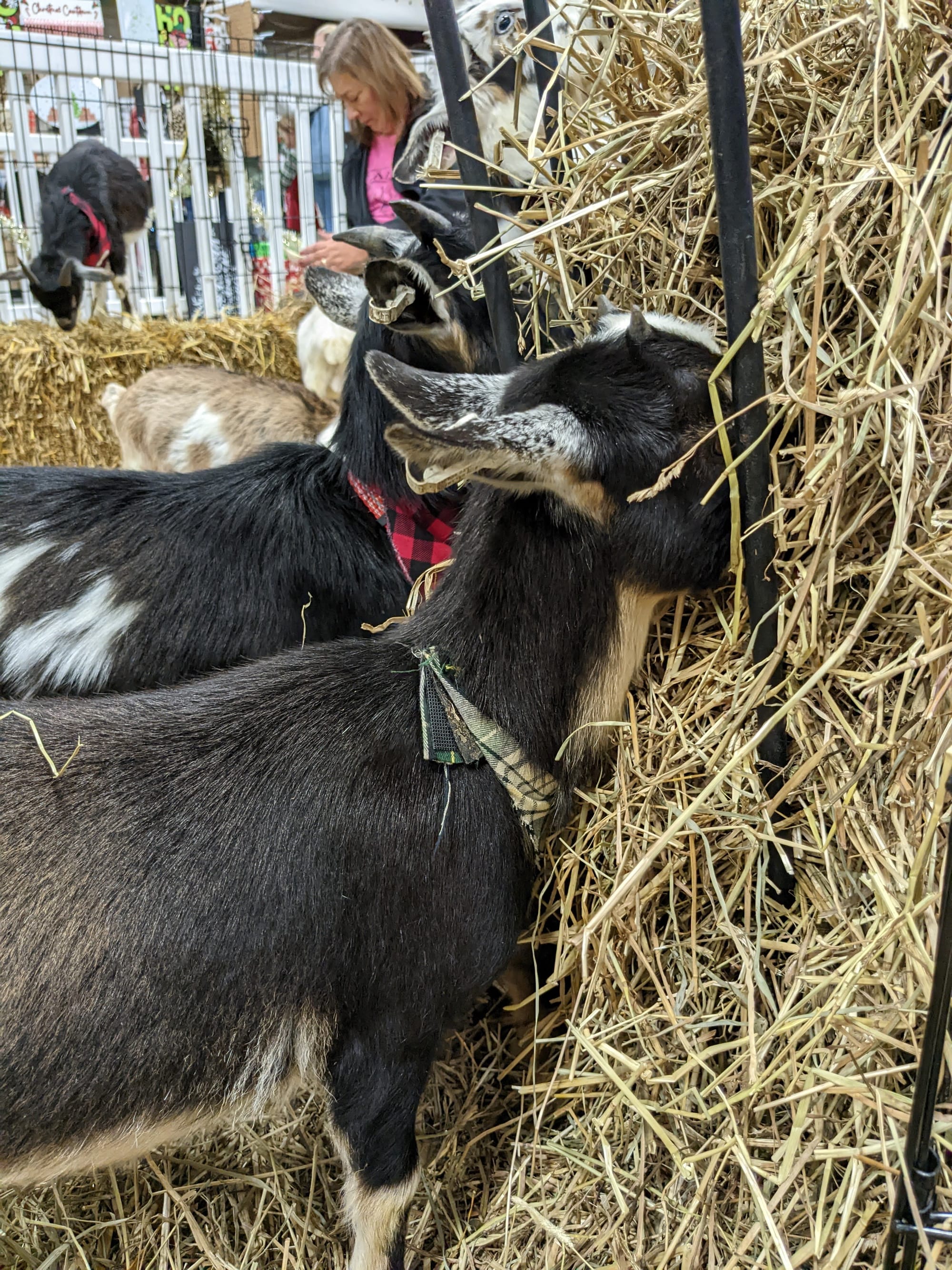 Three baby goats grab a snack while on duty at the Winter Wonderland Extravaganza petting zoo in Allentown's Agriplex Sunday.