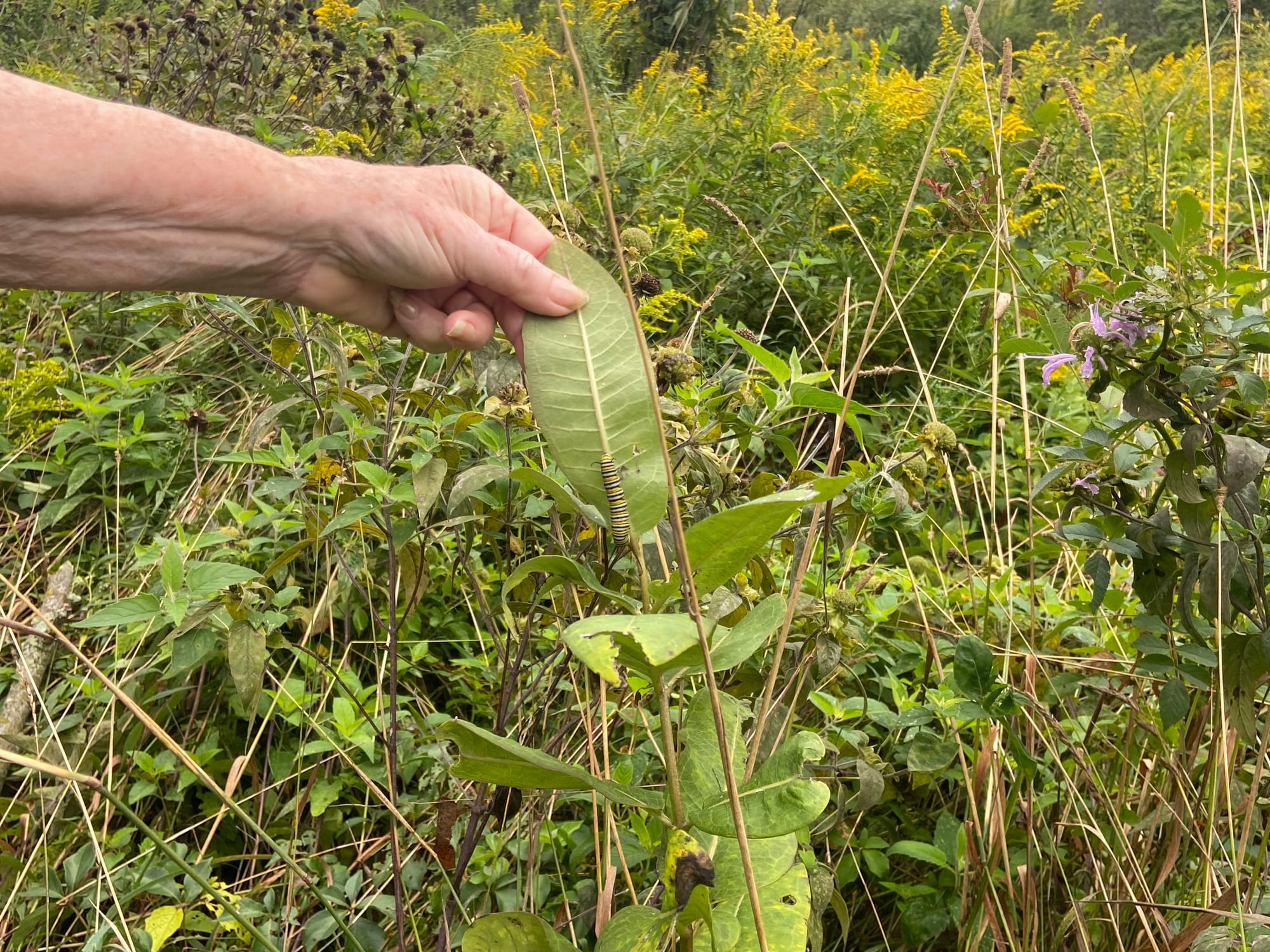 Officials at Jacobsburg Environmental Education Center on Wednesday held their annual "Monarch Madness" event for adults. Vol