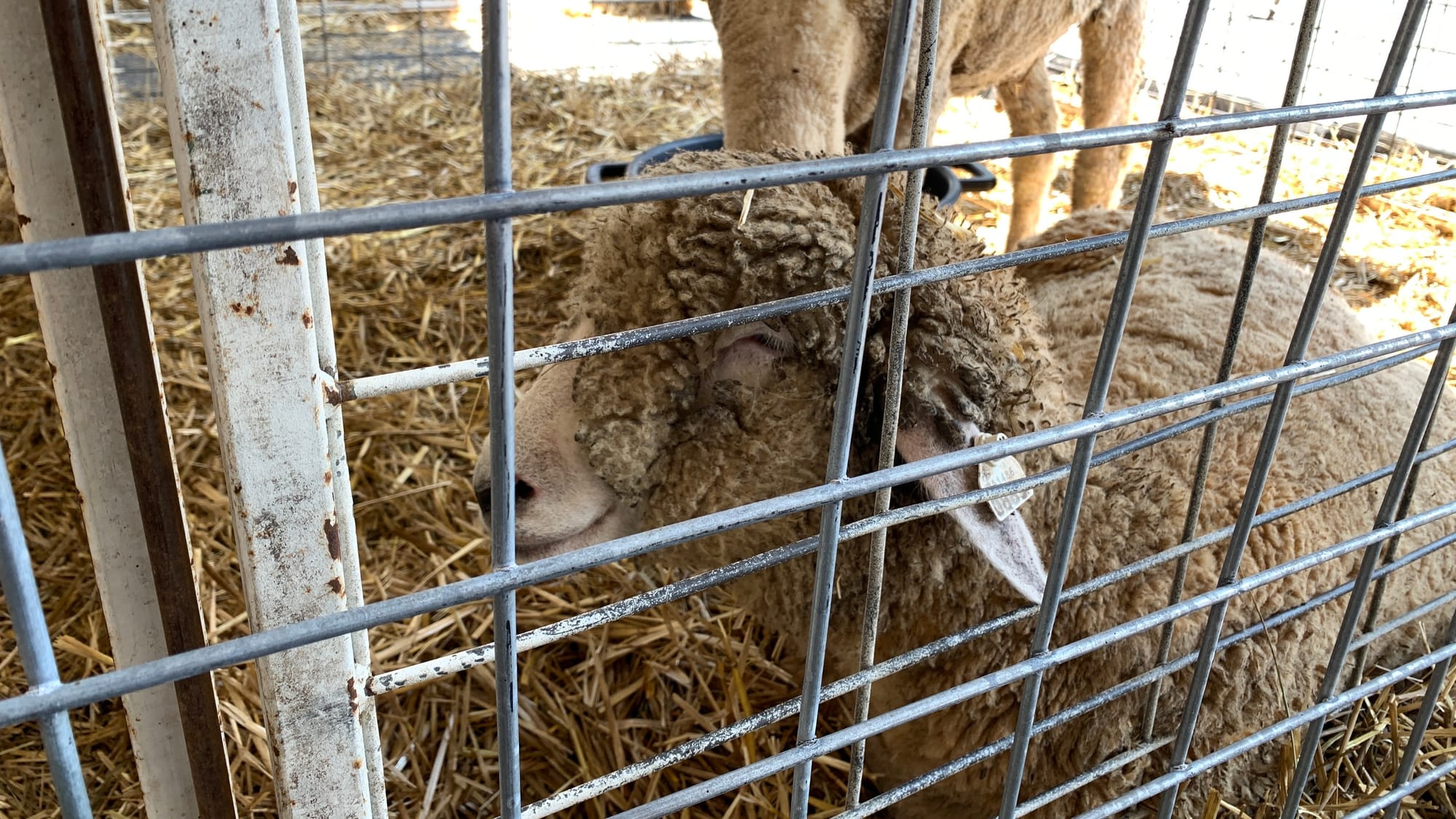 Sheep at the 4-H section of the Great Allentown Fair.