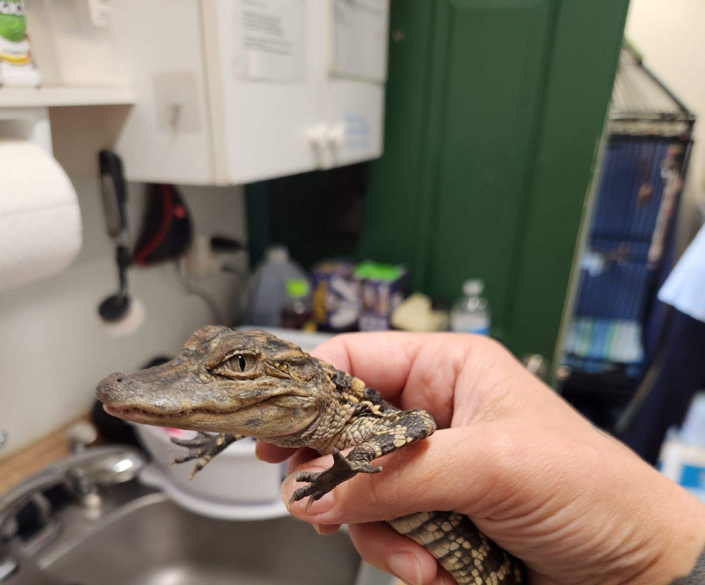 The creature is an American alligator and was being cared for Saturday, April 29, 2023, at the Pocono Wildlife Rehabilitation