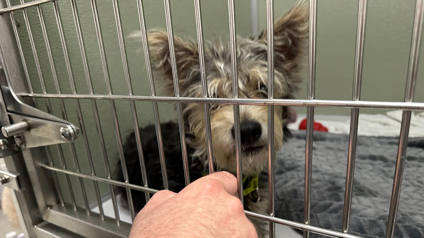 Plenty of pups got some love from visitors at Peaceable Kingdom on Sunday, and hopefully, some will return to provide furr-ev