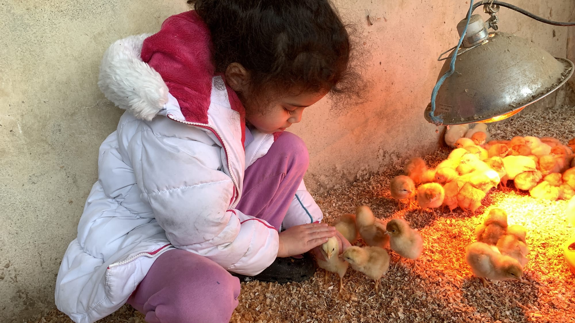 Hailee Shoemaker pets a baby chick at Willow Haven Farm.