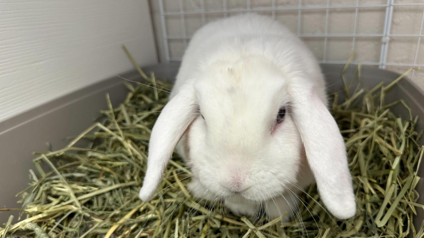 It's not just cats and dogs: Peaceable Kingdom also helps with small animals like rabbits.