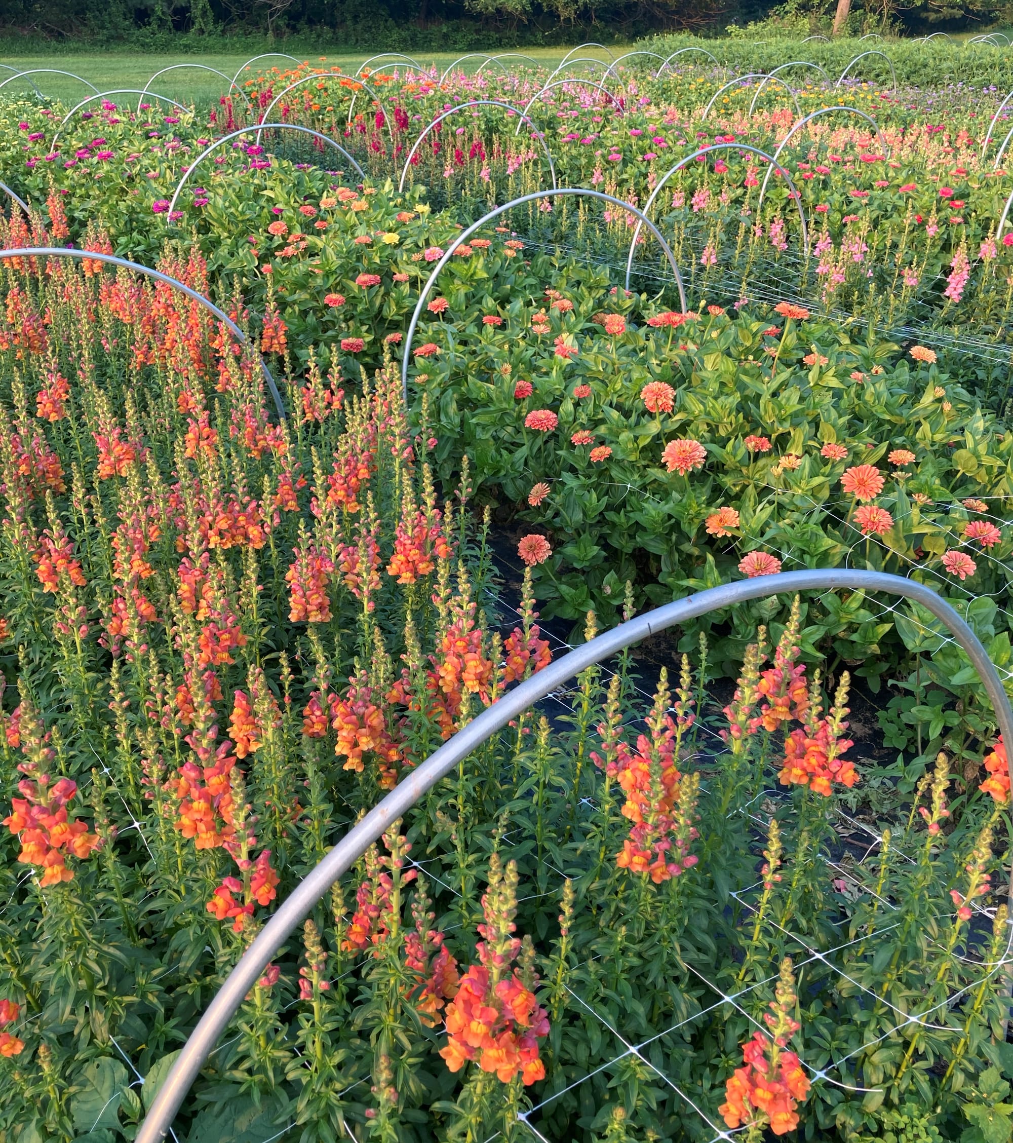 Fields of flowers at Bee Well Blooms in Upper Saucon Township