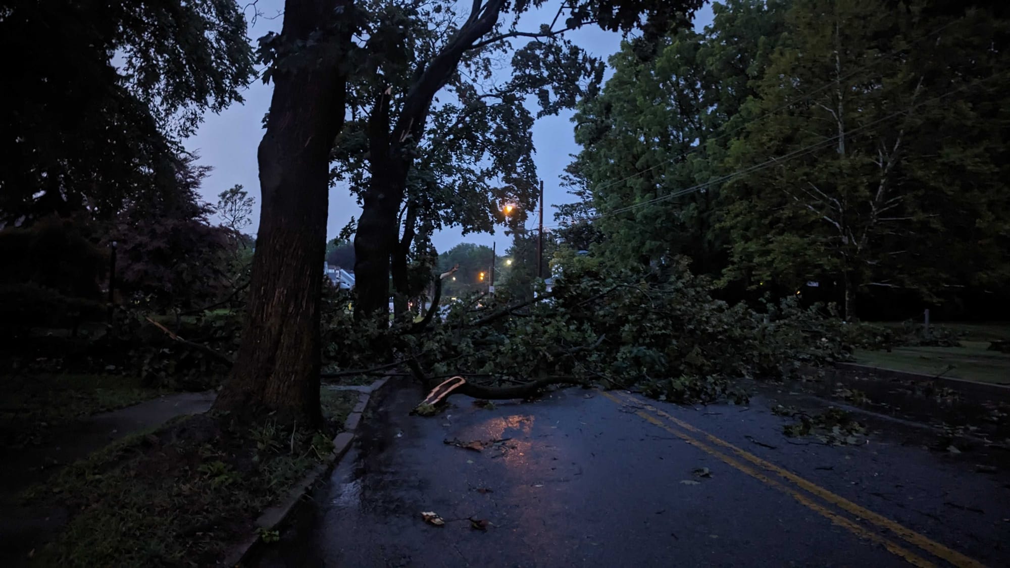 A downed tree blocks Club Ave in Allentown.
