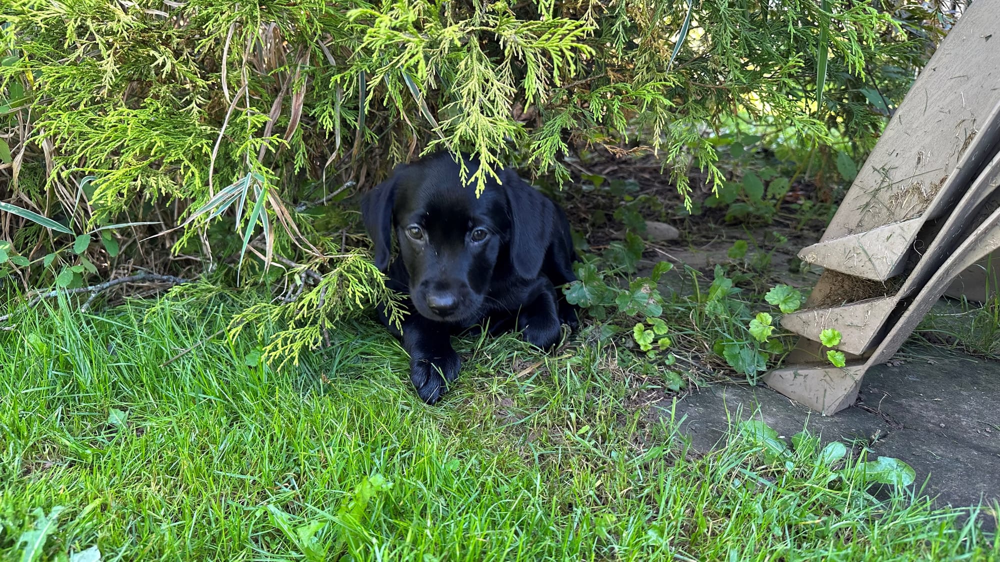 puppy1.jpg