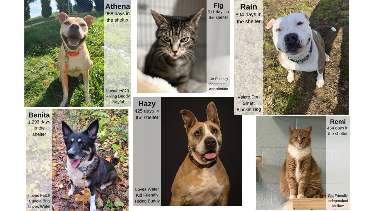 AdoptMe.jpg