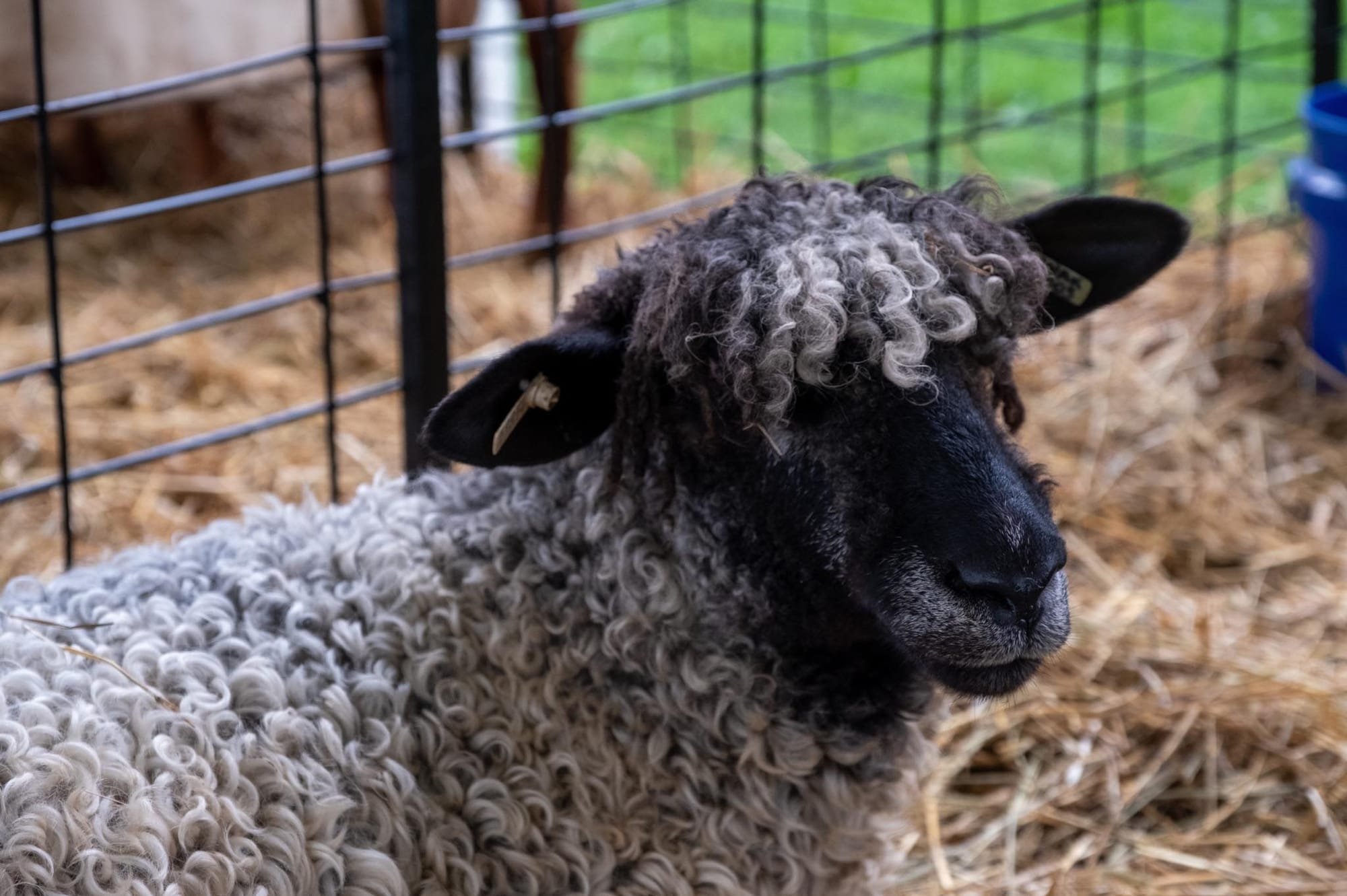 SHEEP.jpg