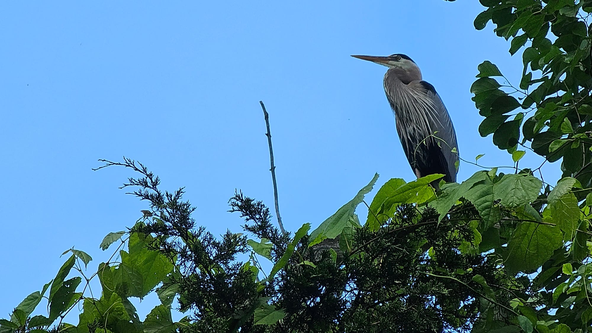 LittleLehighBird.jpg
