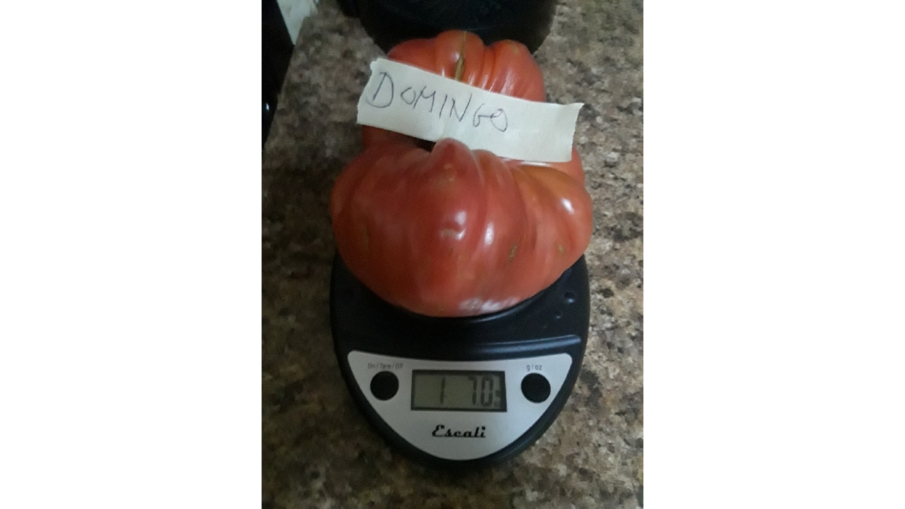 Domingotomato.jpg