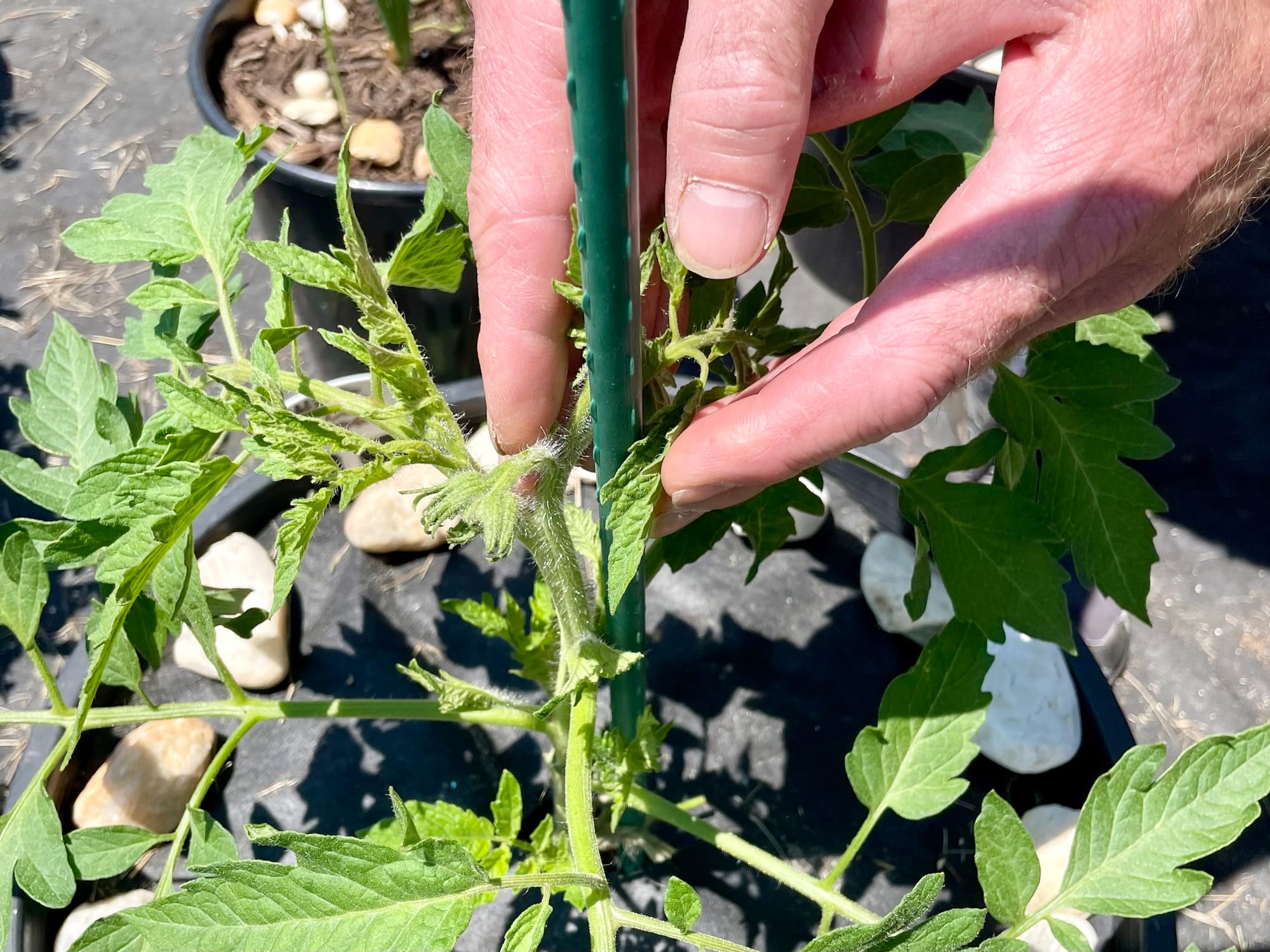 doublebloomtomato.jpg