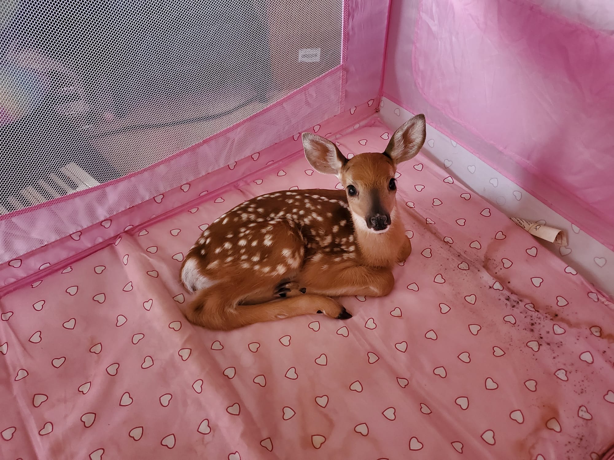 Fawnplaypen.jpg