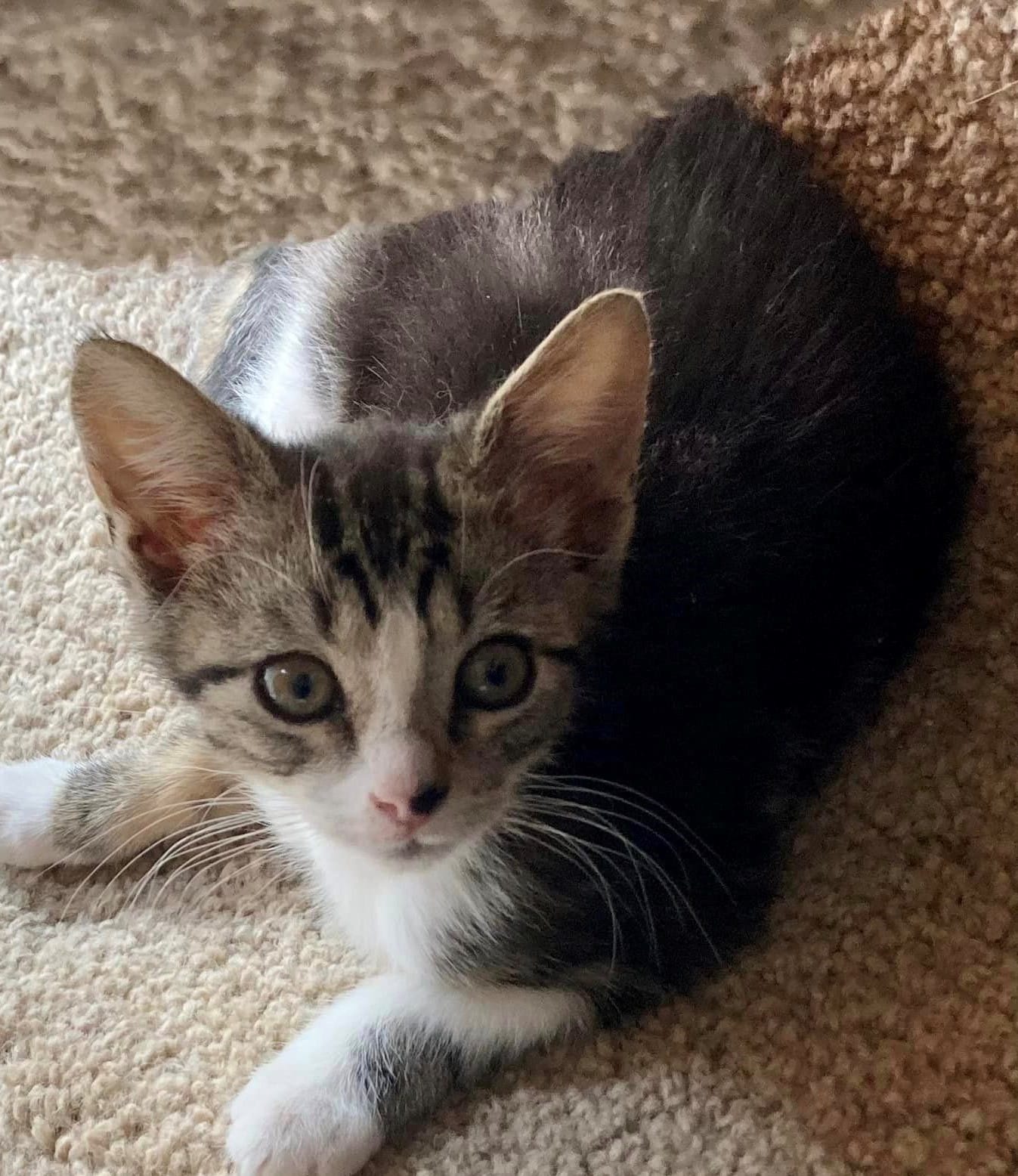 KITTEN1.jpg
