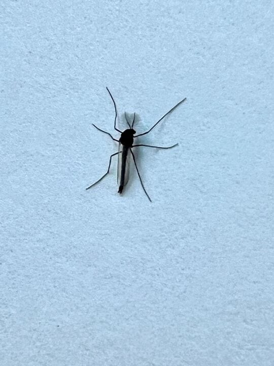 Midge