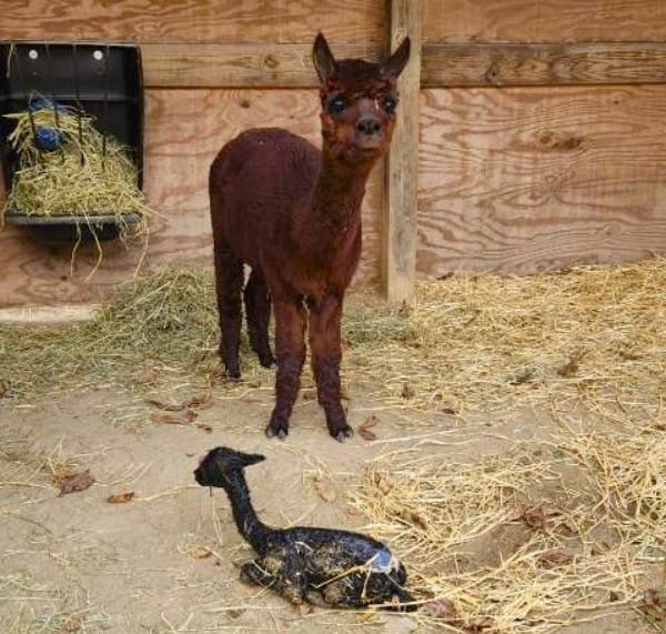 Alpaca