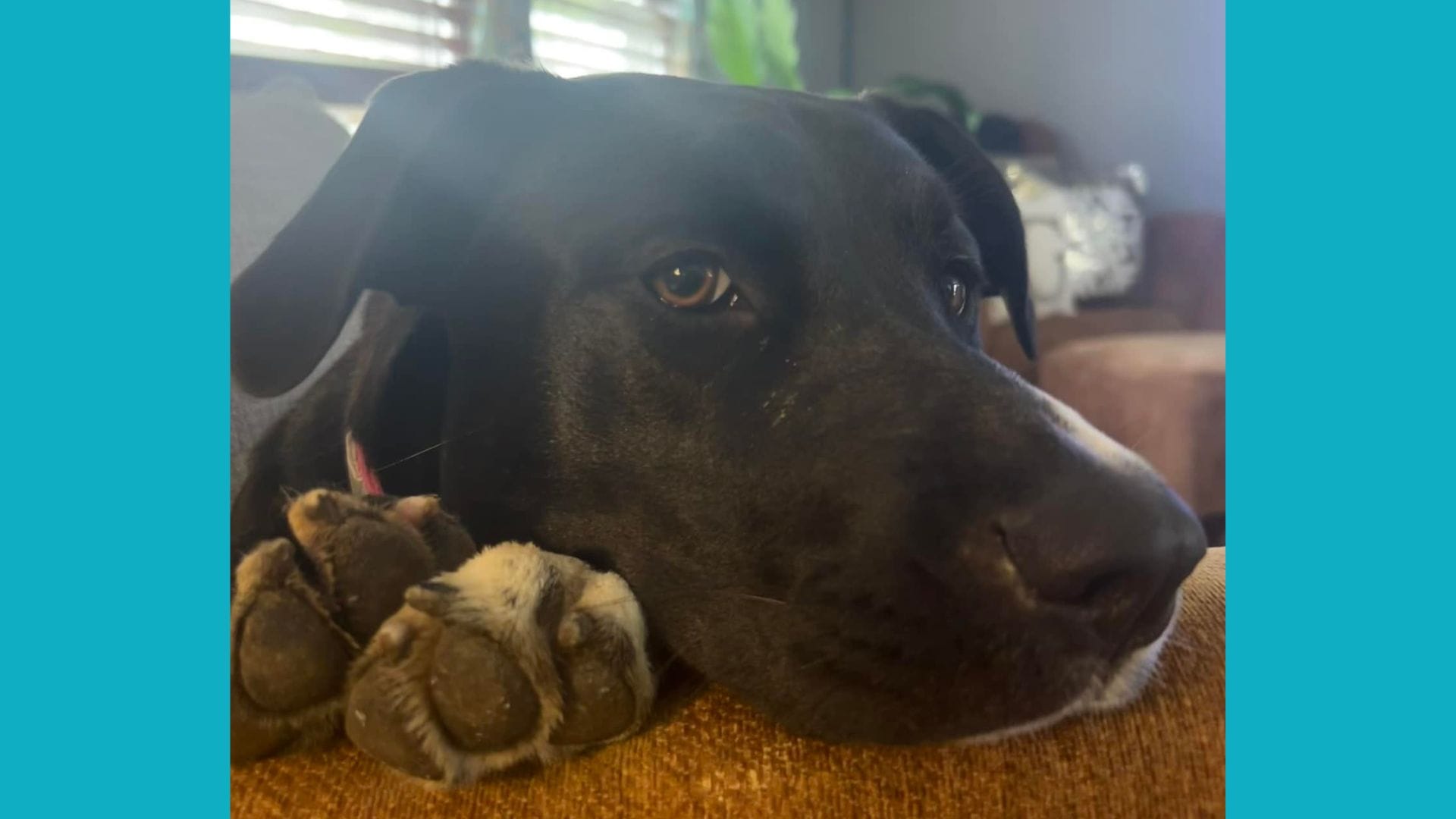 dog