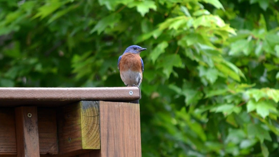 Bluebird