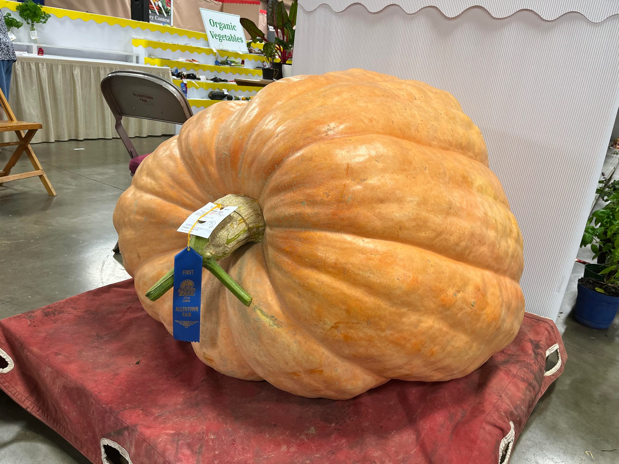 pumpkin.jpg