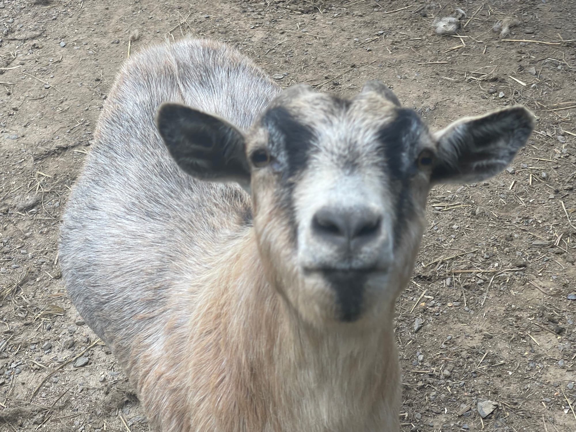 GOAT.jpg