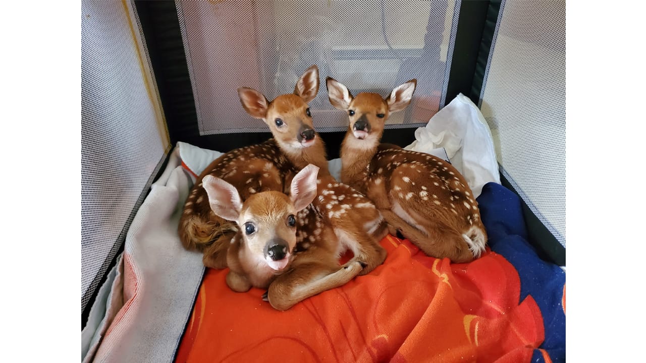 Fawnsindoors.jpg