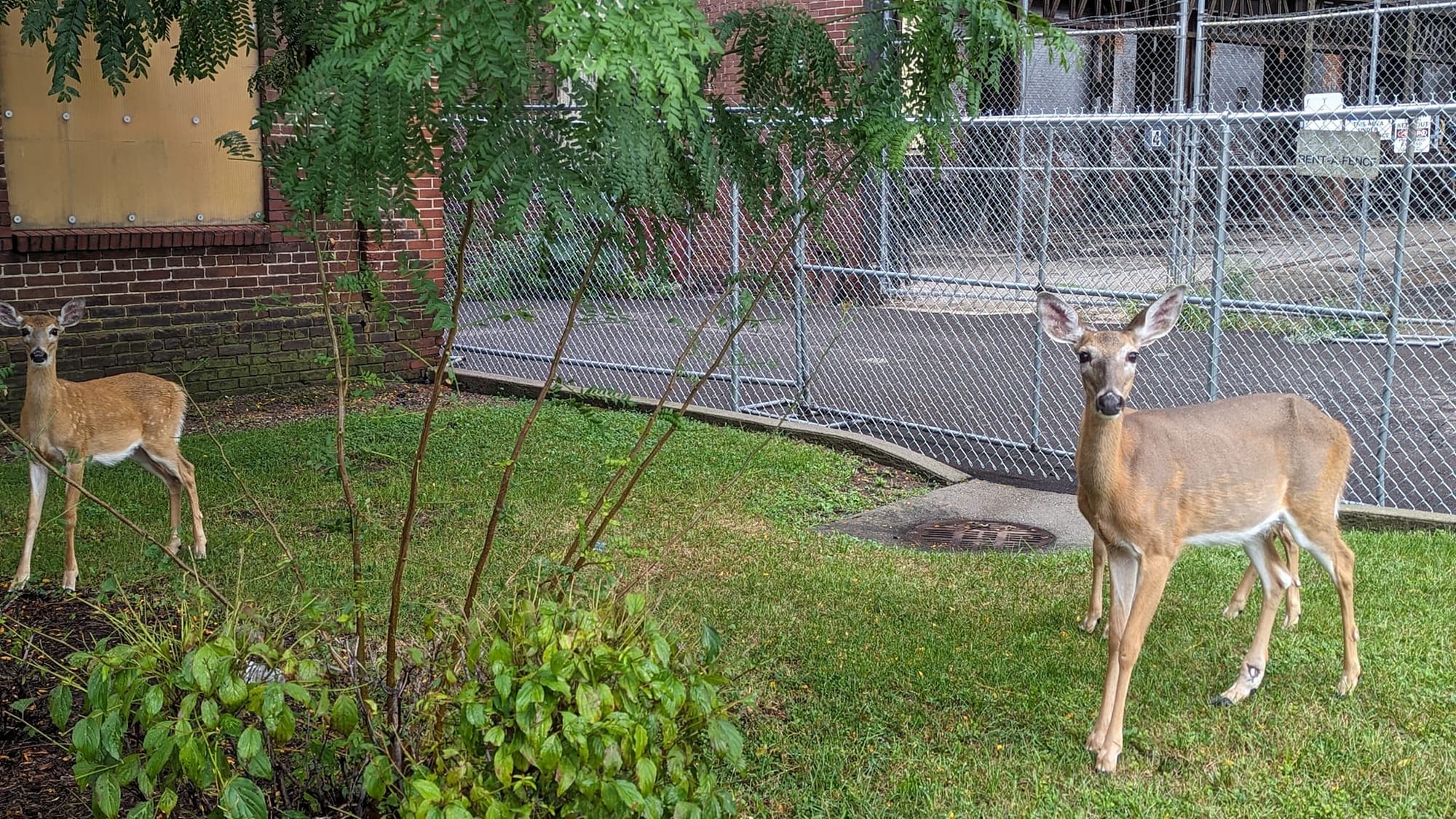 Deer