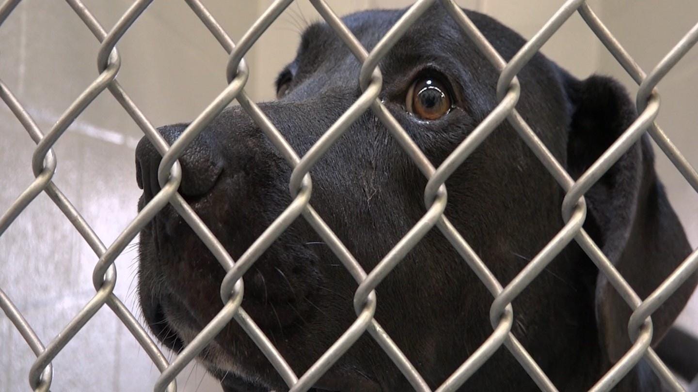 Animal-Shelter
