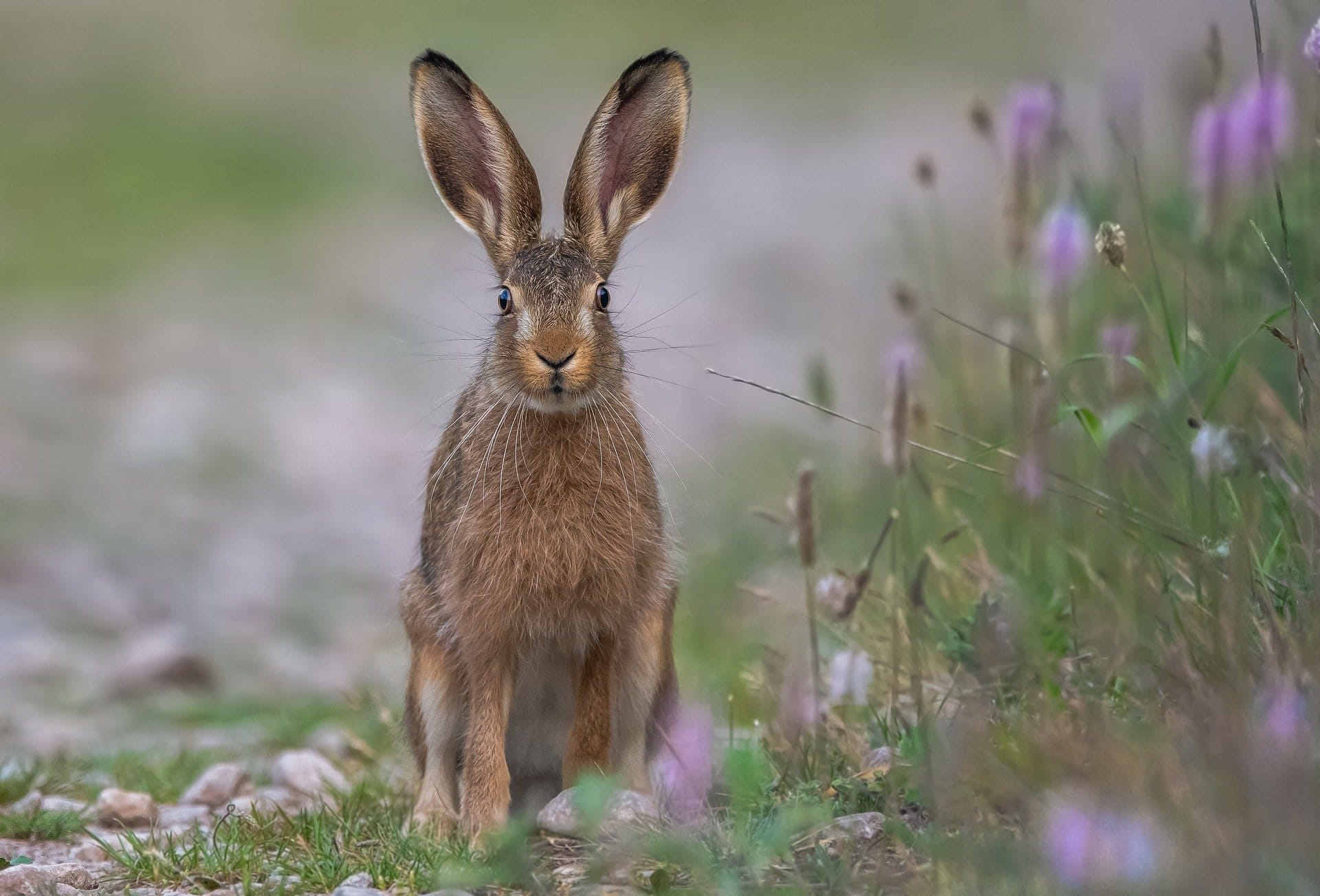 Easter-bunny