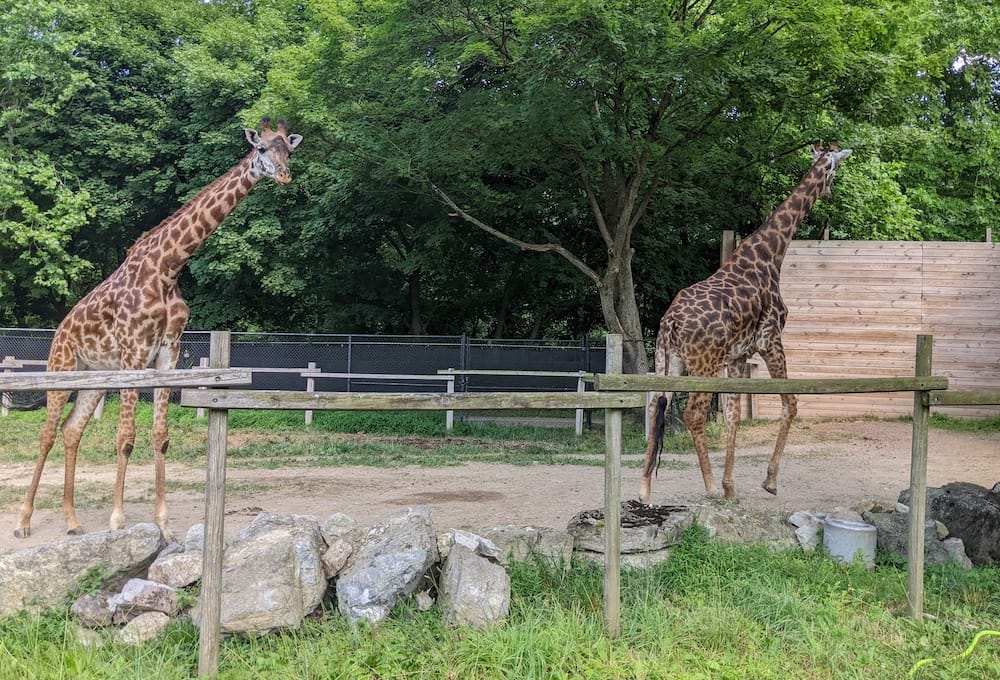 Giraffes