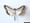 box tree moth