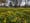 lesser celandine