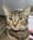 gray and black striped cat