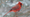 Cardinal Bird in Winter