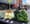 Easton Winter Market - fresh greens.JPG