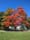 Orange Leaves 